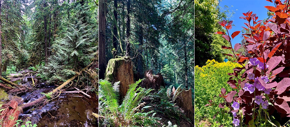 A glimpse of just a few of the innumerable natural wonders I saw on Vancouver Island.